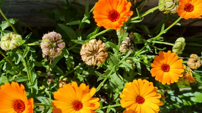 Plantes médicinales